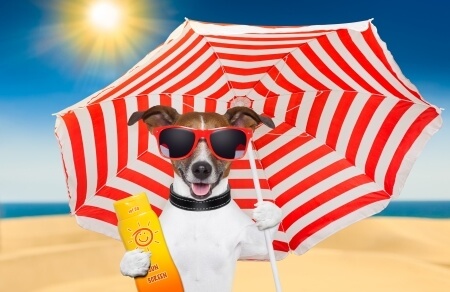 Damit der Urlaub mit Hund nicht zum Alptraum wird