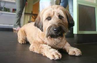 Mischlingshund AMY beim ORF dreh
