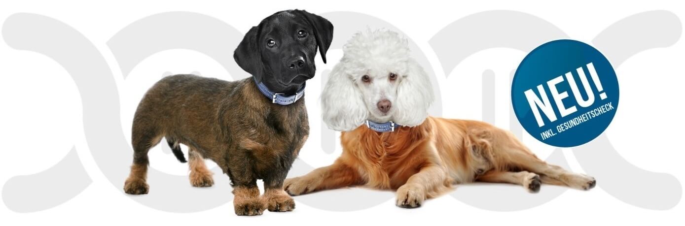 Der Test für Mischlings Hunde
