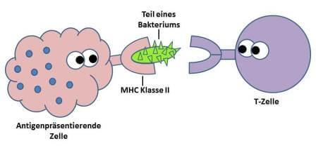 MHC II die DLA Gene - Sind Sie für die genetische Vielfalt verantwortlich?