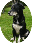 DNA TEST Hund - Rassebestimmung von Lucky