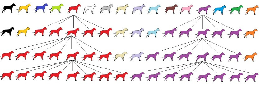 Hundezucht und Ihre Auswirkung anhand des Popular Sire Syndrom