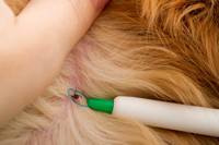 Möglichkeit der Zeckenentfernung durch Zeckenschlinge - Zecken beim Hund