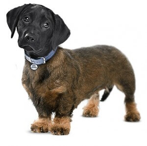 DNA Test Hund