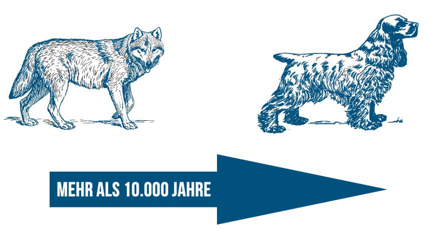 Merkmale - Wolf_Hund_10000