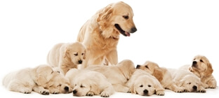 Hundezucht Probeneinlagerung