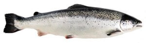 MHC-Gene der atlantik_lachs