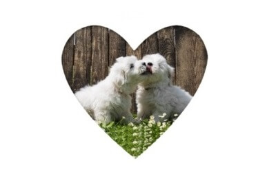 DLA Studie 2 - Dogs in Love