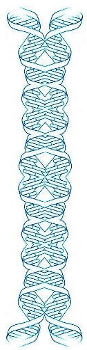 Abstammungsanalyse beim Hund anhand der DNA Profilanalyse