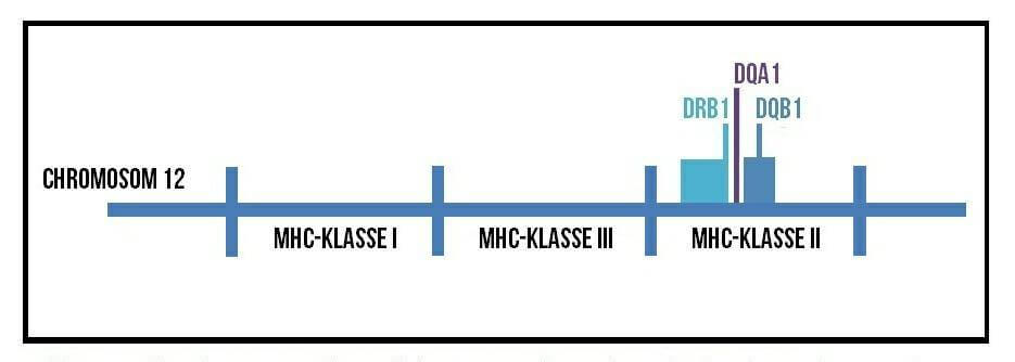 MHC-Komplex Chromosom 12 beim Hund Wissenschaft einfach erklärt: Der MHC-Komplex und die 3 DLA Gene