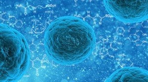 Immunsystemerkrankungen beim Hund