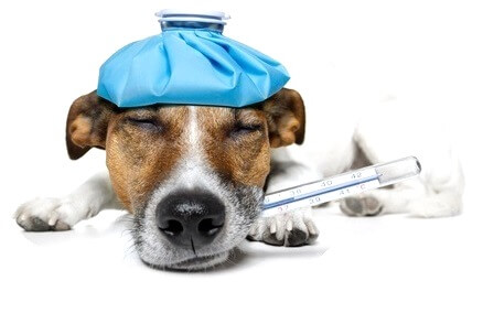 Genetische Erkrankungen in der Hundezucht