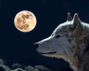 MHC-Gene Der Wolf - Sinnbild für Männlichkeit 
