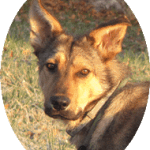Rassebestimmung DNA Test Hund Wolli