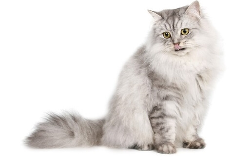 Züchter von Katzen